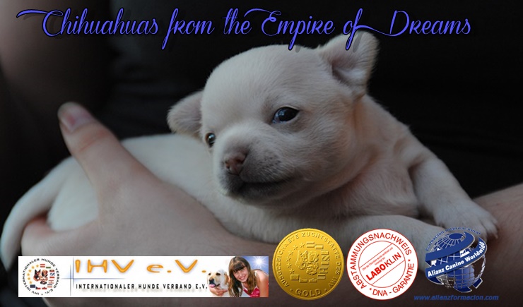 Chihuahua From The Empire Of Dreams Reputable dog breeder located in ca. chihuahua from the empire of dreams
