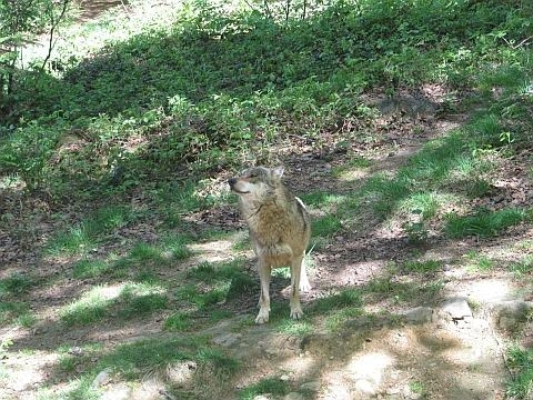wolf